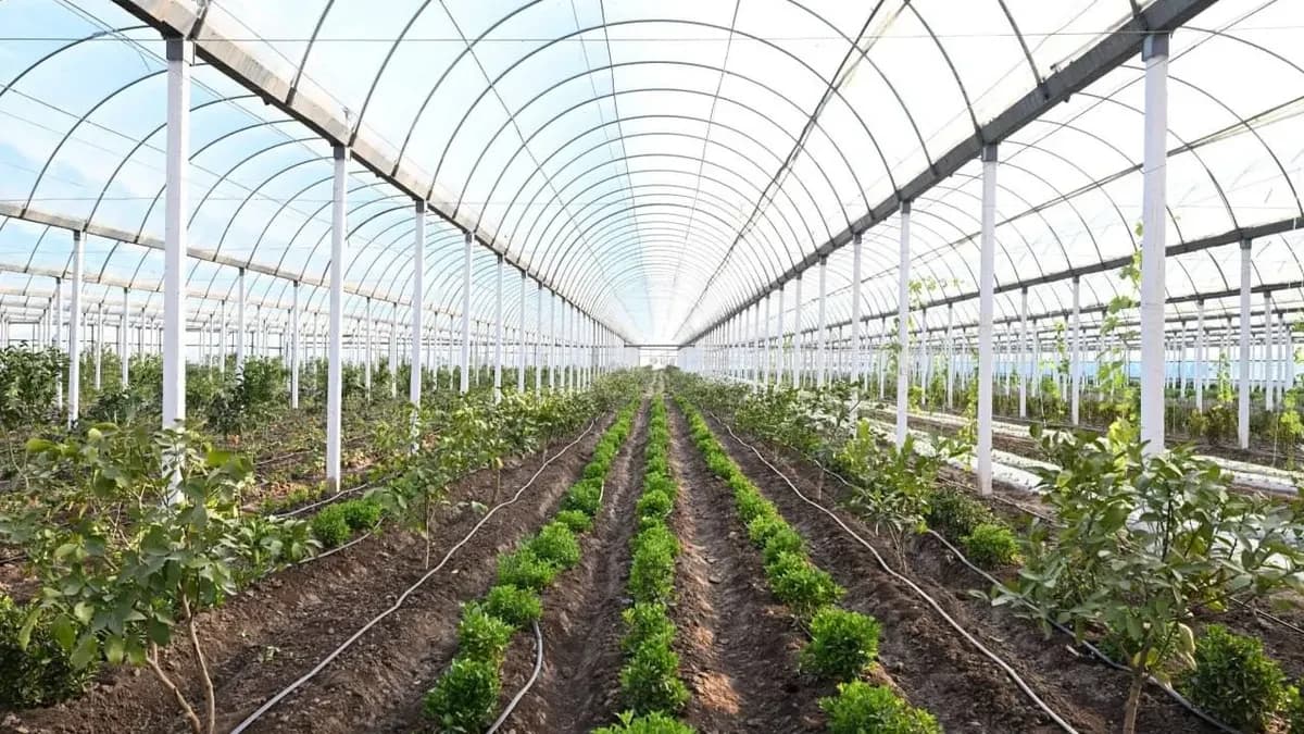 New Benefits Proposed for Greenhouse Owners in Uzbekistan: 50% Tax Reduction