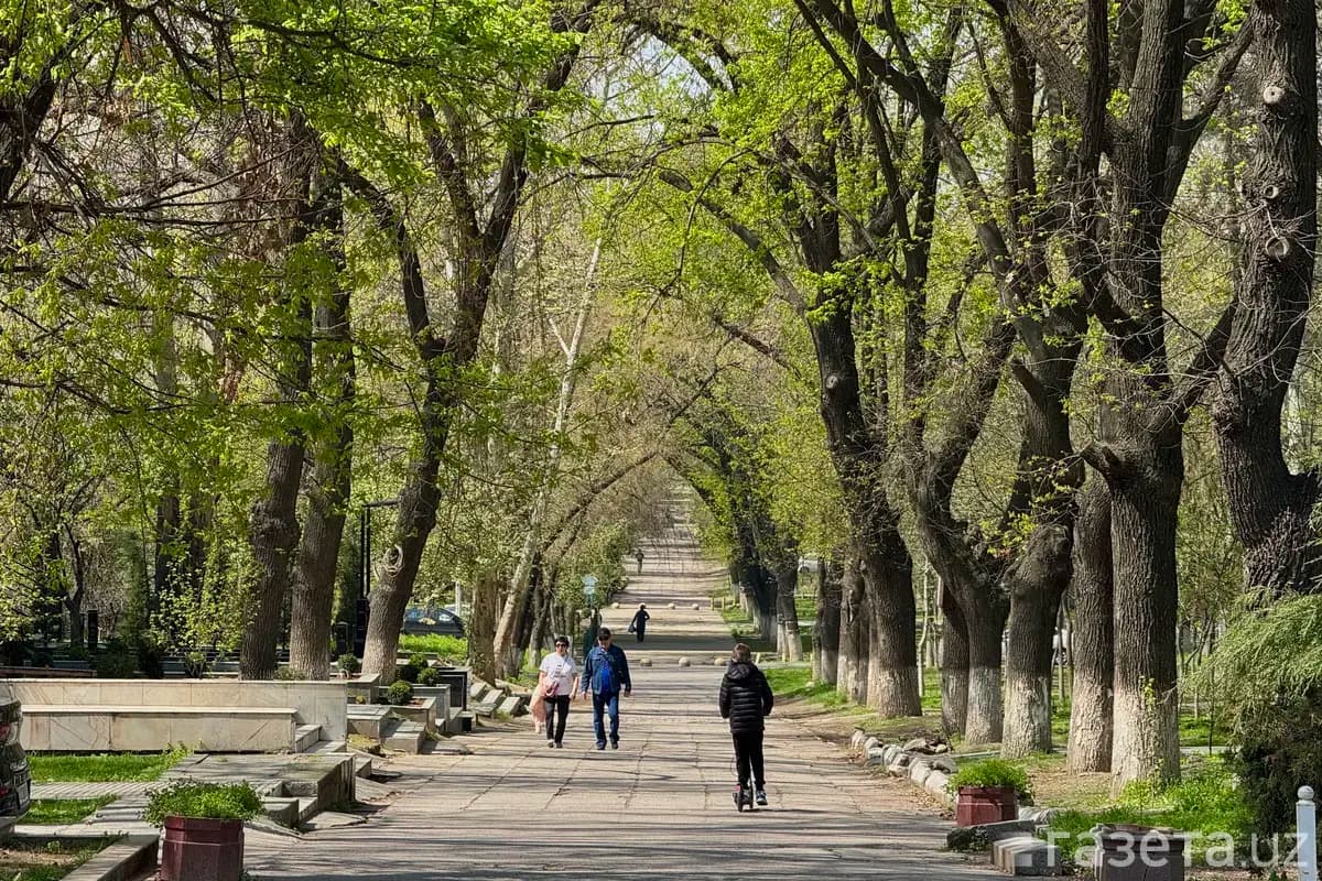 Tashkent to create micro-forests in courtyards, schools and kindergartens — new khokim's decree