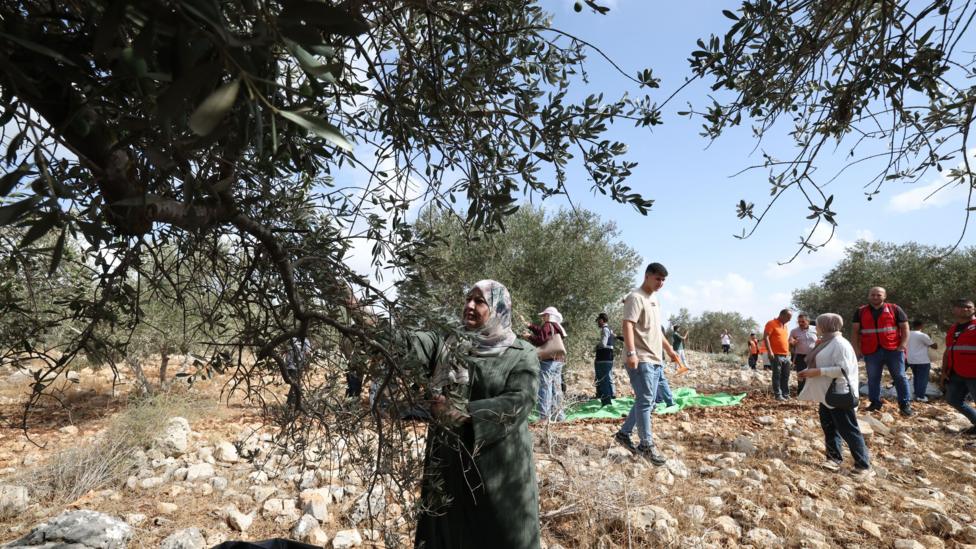 Palestinian volunteers help farmers harvest olives in the West Bank town of Kufr Thulth.