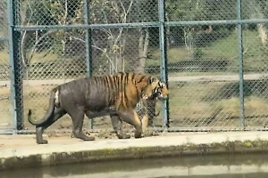 Muddy bachelor: In China, an 8-year-old tiger was left without a mate but became a zoo star