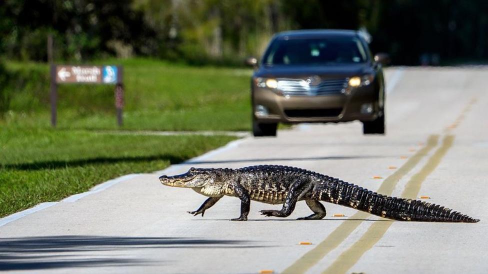 An alligator walking across a road as a car waits behind it