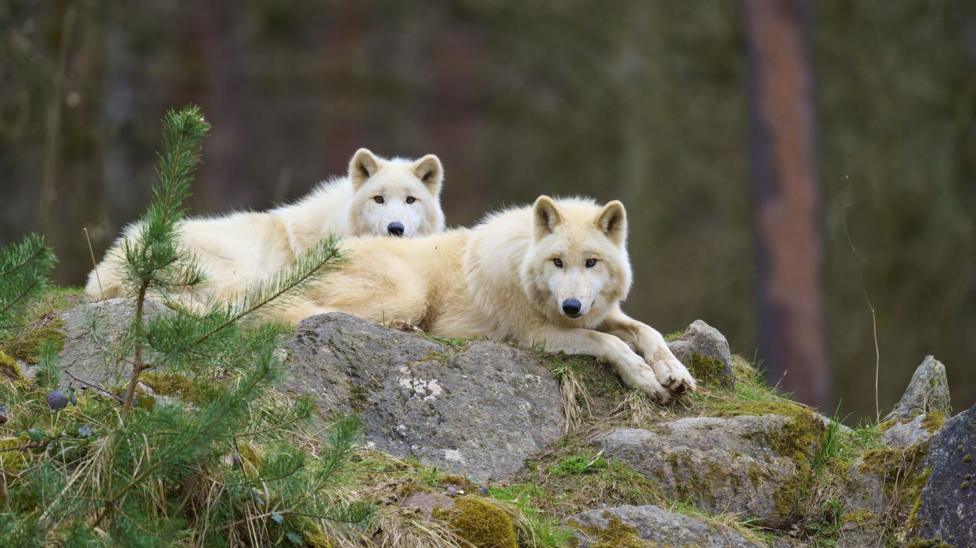 Two Arctic wolves lying on a rock in a wooded area, with foliage seen around them