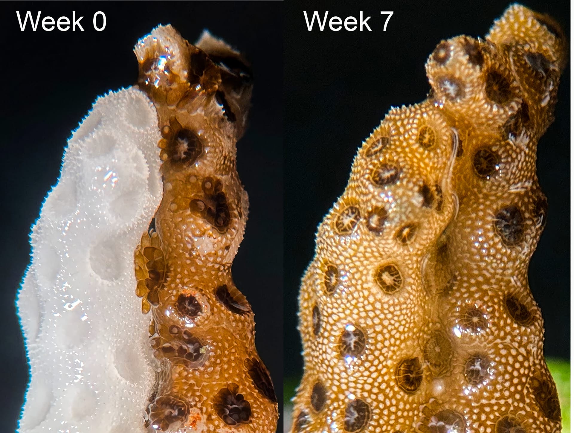 In less than two months, bleached coral came back to life in a Stanford lab