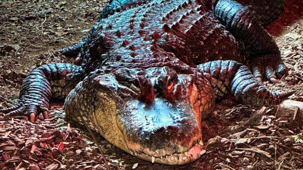 A close up of American alligator Albert on land.