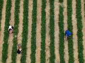 Climate change triples crop losses in Europe