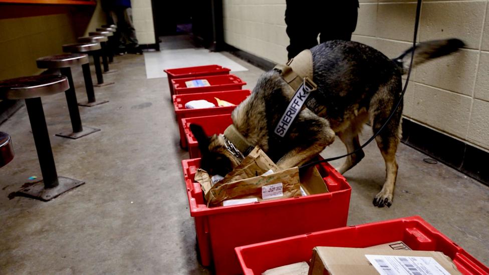 A police sniffer dog rifles through post in a red box 