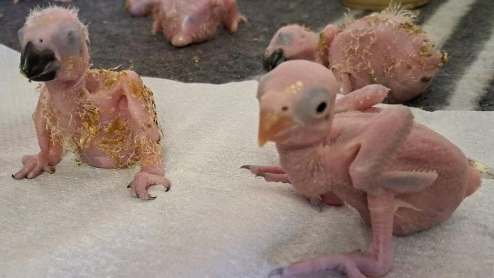 Three chicks and one partial chick at the top of the image. They are without feathers 