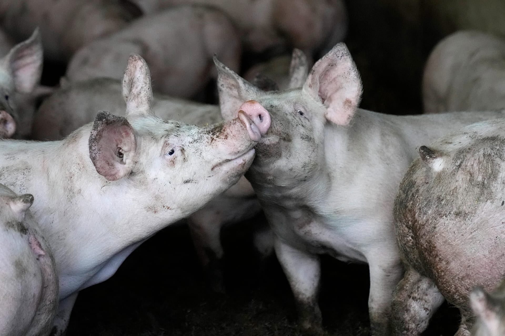 Pigs gather in their pen at a French farm, Friday, March 18, 2022.