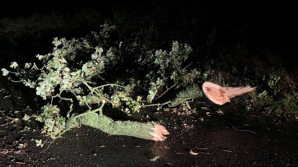 A tree in the middle of the road in the dark. The thin trunk has split in two and the tree is covered in green lichen. The tree is lit by a light, while the rest of it is in shadow.