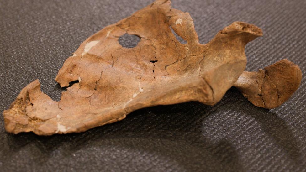 A close-up of a brown, fragile left shoulder blade from Shanidar A, lying on dark textured cloth. The bone is incomplete and criss-crossed with fine cracks. Near its upper edge is a neat, round hole about the width of a fingertip