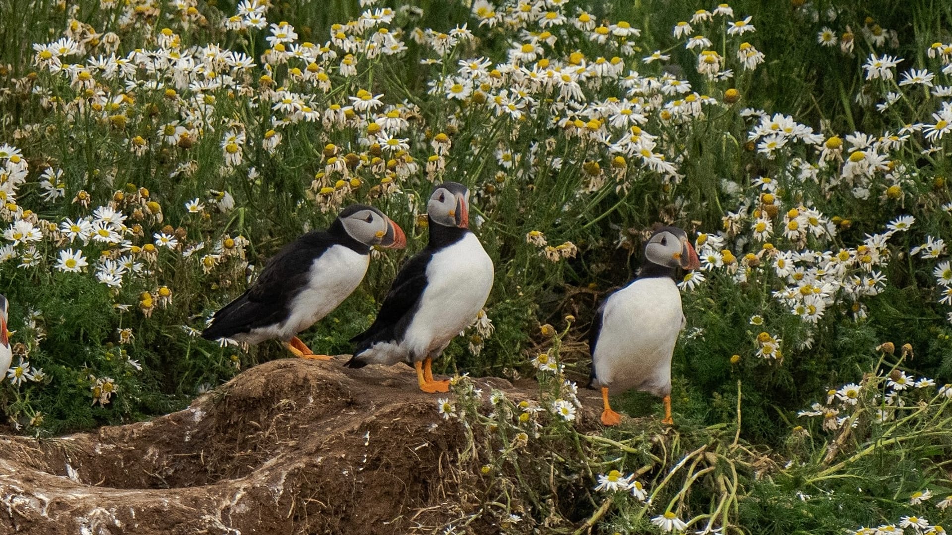 Puffins near Akurey island in Iceland 