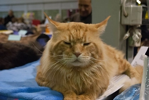 Russians offered up to 6,500 rubles per year for adopting pets from shelters