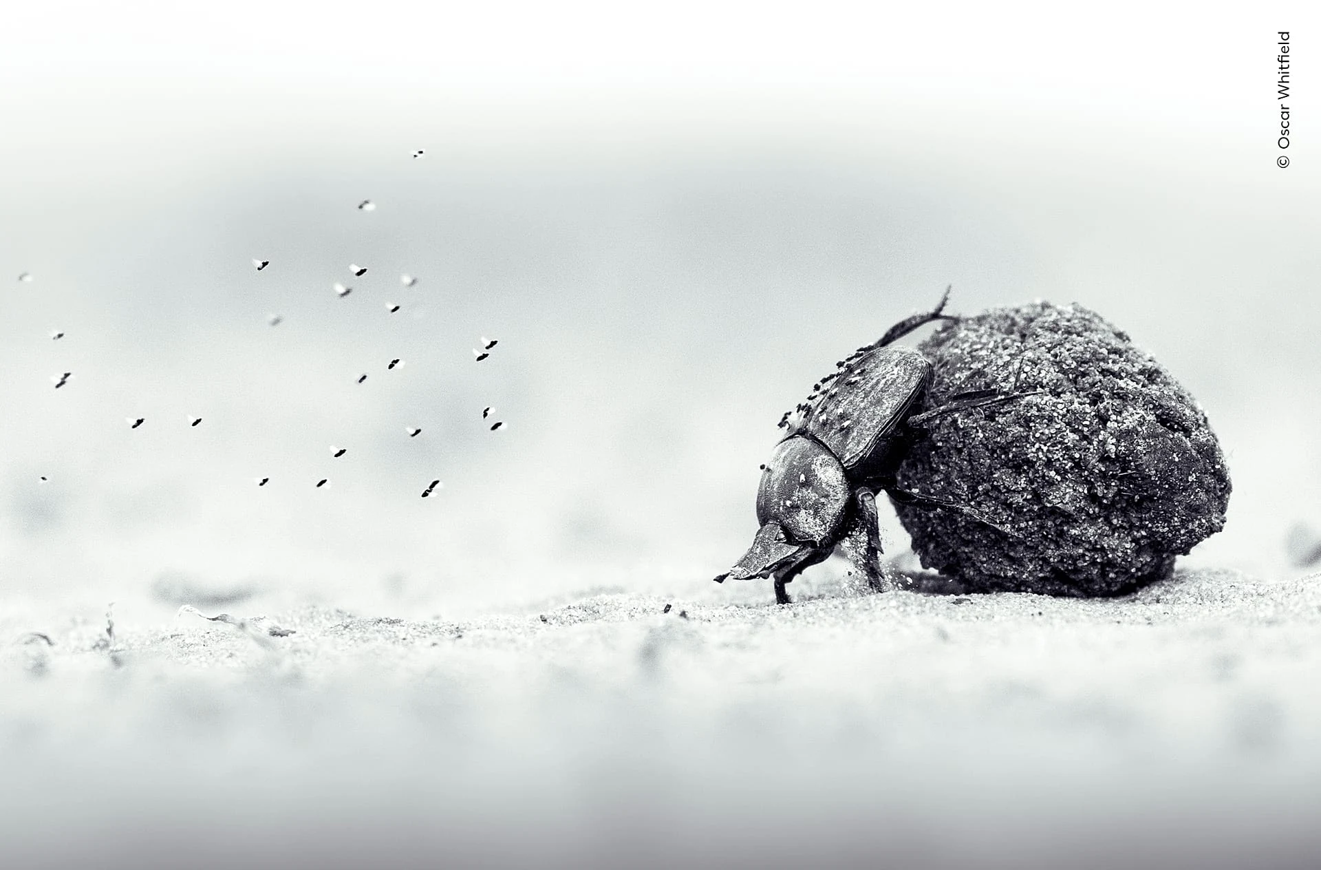 Oscar lay flat on the ground to snap the beetle at eye level, with the sun and heat creating dry dust all around him, giving the image’s title ‘Labour of Love’ dual meaning. 
