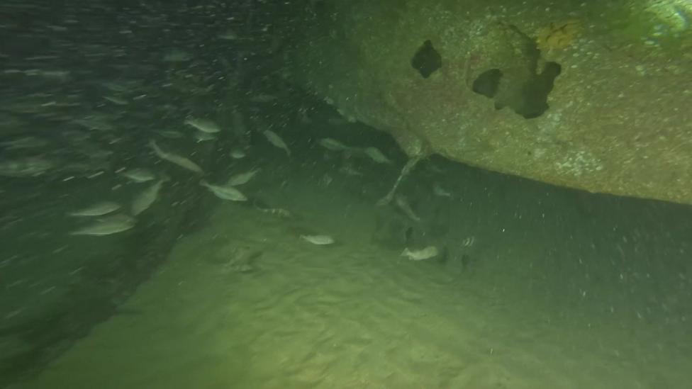 A dark, underwater view of a ship wreck surrounded by fish. The still image is a screen grab of moving footage.