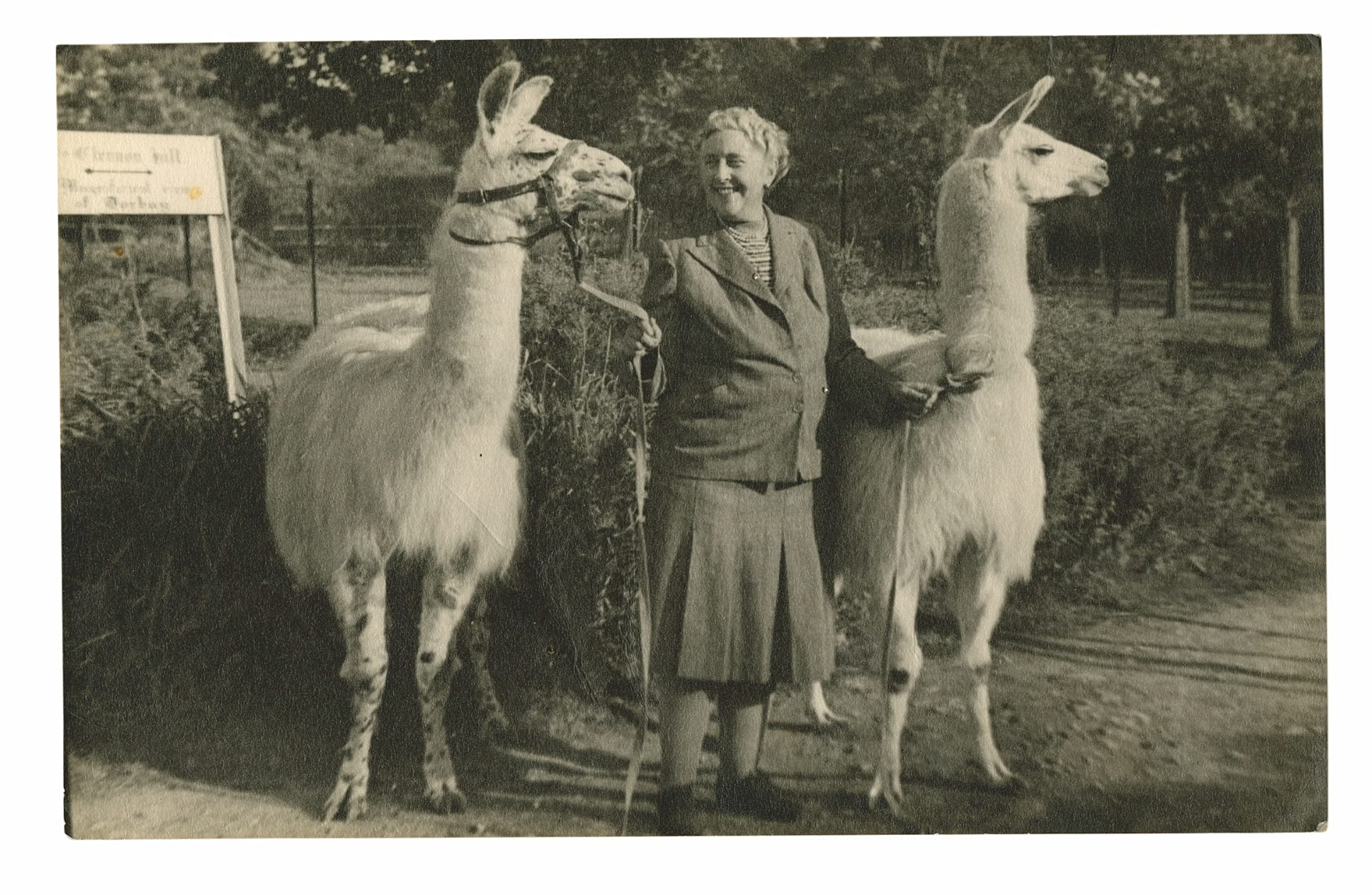Agatha and two llamas at Paignton Zoo, 1950.