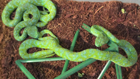 Two green snakes on the ground, one partially on top of a green plastic stand