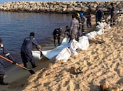 The fight to save marine life: how specialists are tackling the oil spill off the UAE coast