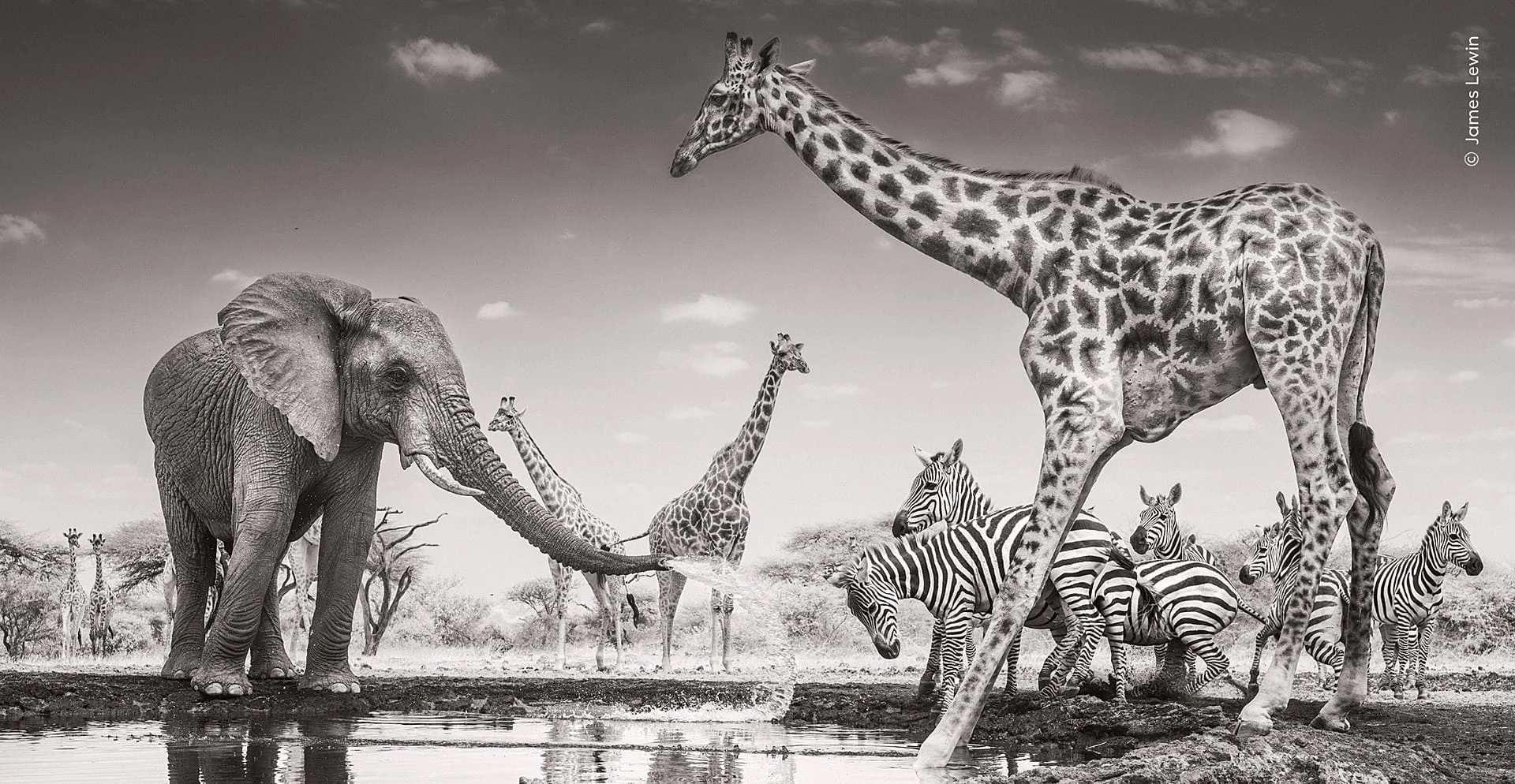 ‘The Meeting Place’ by James Lewin: Winner of the Animals in their Environment Award