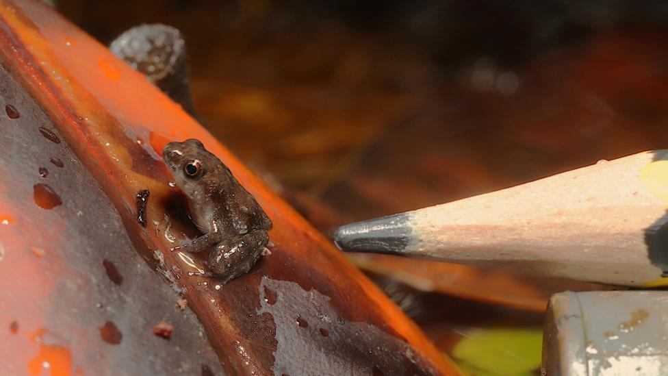 A tiny brown froglet sits on an orange leaf next to the sharpened tip of a pencil, which is roughly the same size