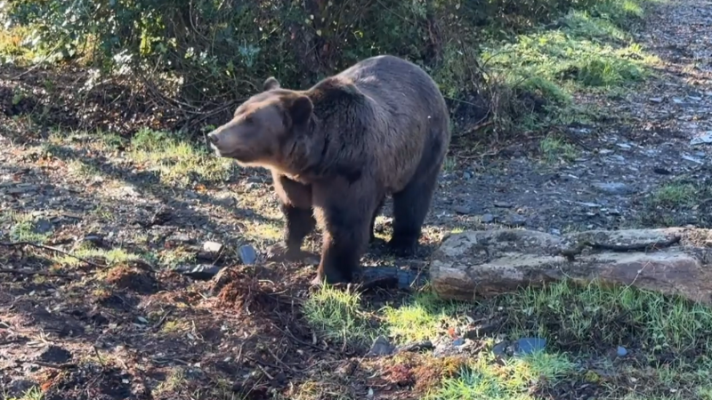 A large brown bear is in a wooded area near a gravel path.