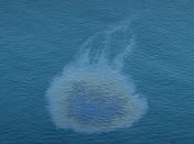 Swift response key to limiting environmental impact of UAE oil spill, experts say