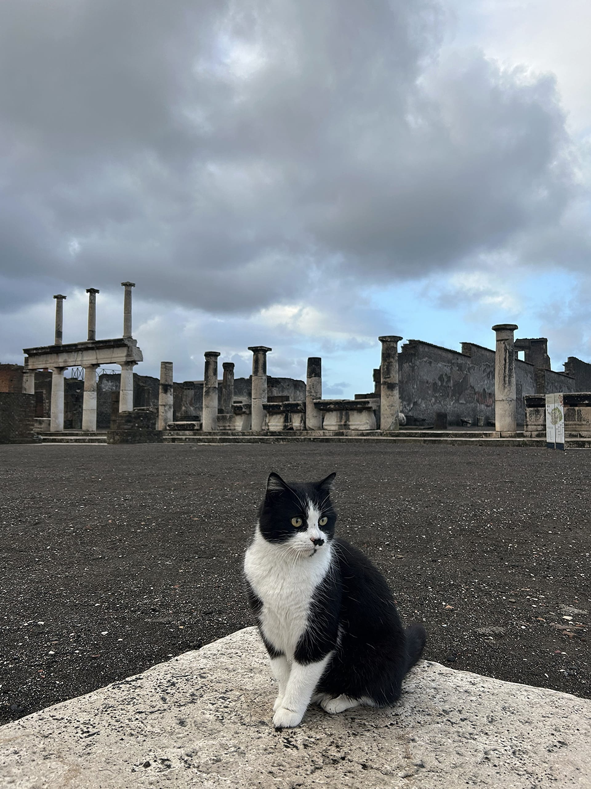 Cats of Pompeii