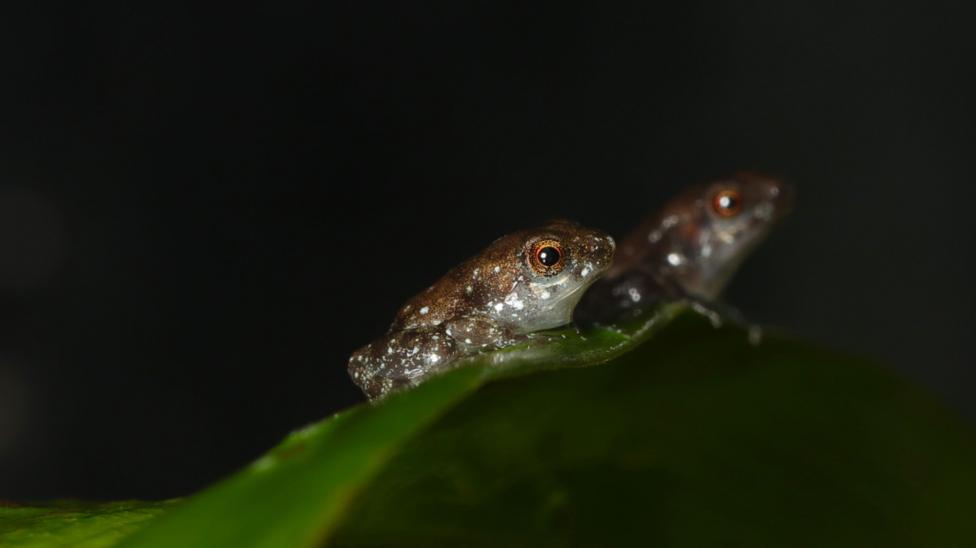 two tiny brown froglets on a green leaf