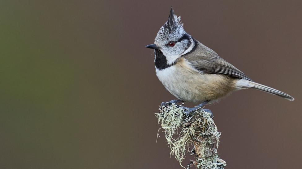 A crested tit is perched on a lichen-covered branch. It is a small bird with light green, brown, black and white feathers. It has a crest of black and white feathers.