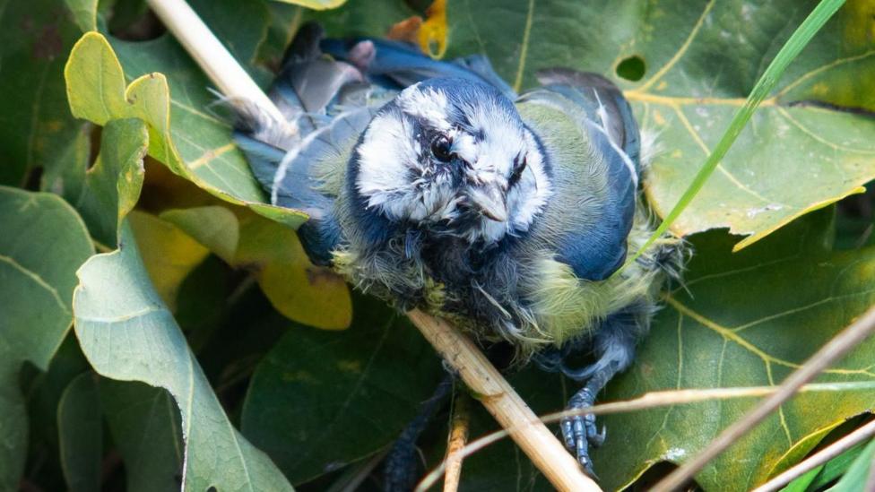 A blue tit bird, stuck to a wooden stick, surrounded by large green leaves. It is mostly blue, with some green colouring and a white face.