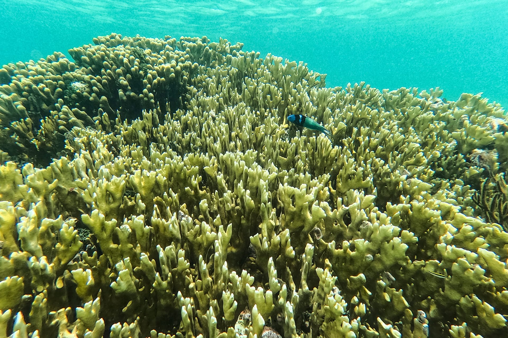 ARXIV - Bir baliq Panama qirg'og'ining Karib dengizi tomonidagi Guna Yala hududidagi Dutch Cays orollaridagi marjon rifida suzmoqda, 2026-yil 25-avgust.