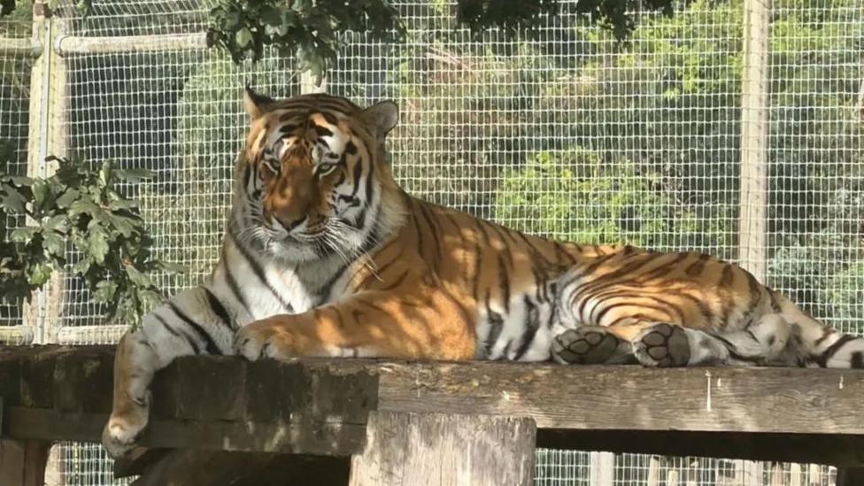 A tiger lounges on a wooden platform.