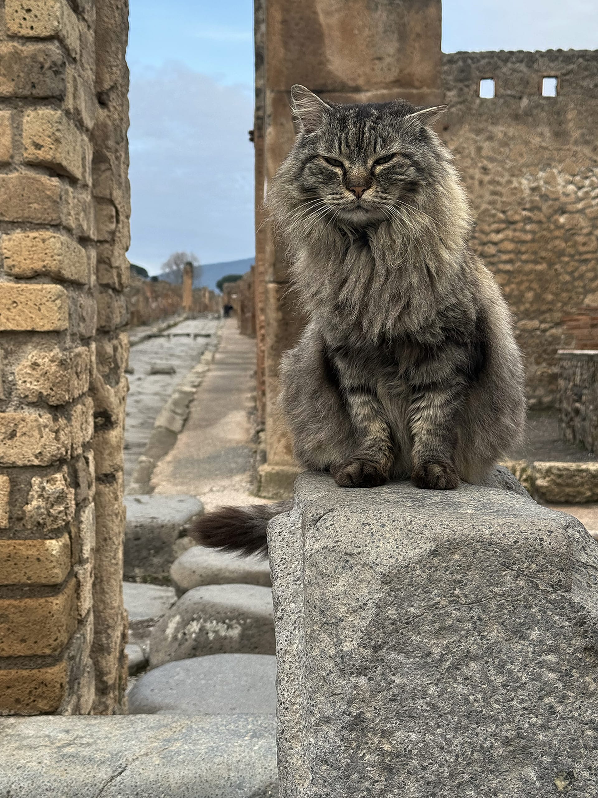 Cats of Pompeii