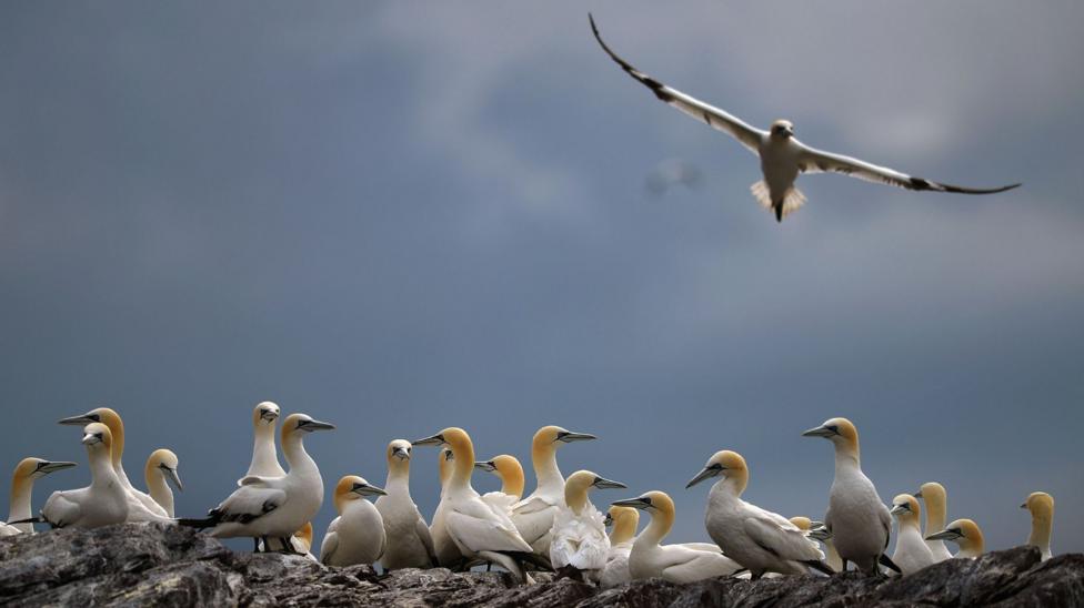 A gannet is in flight, with its large wings outspread, over a group of gannets sitting on rocks. The large birds are mostly white in colour with yellow heads.