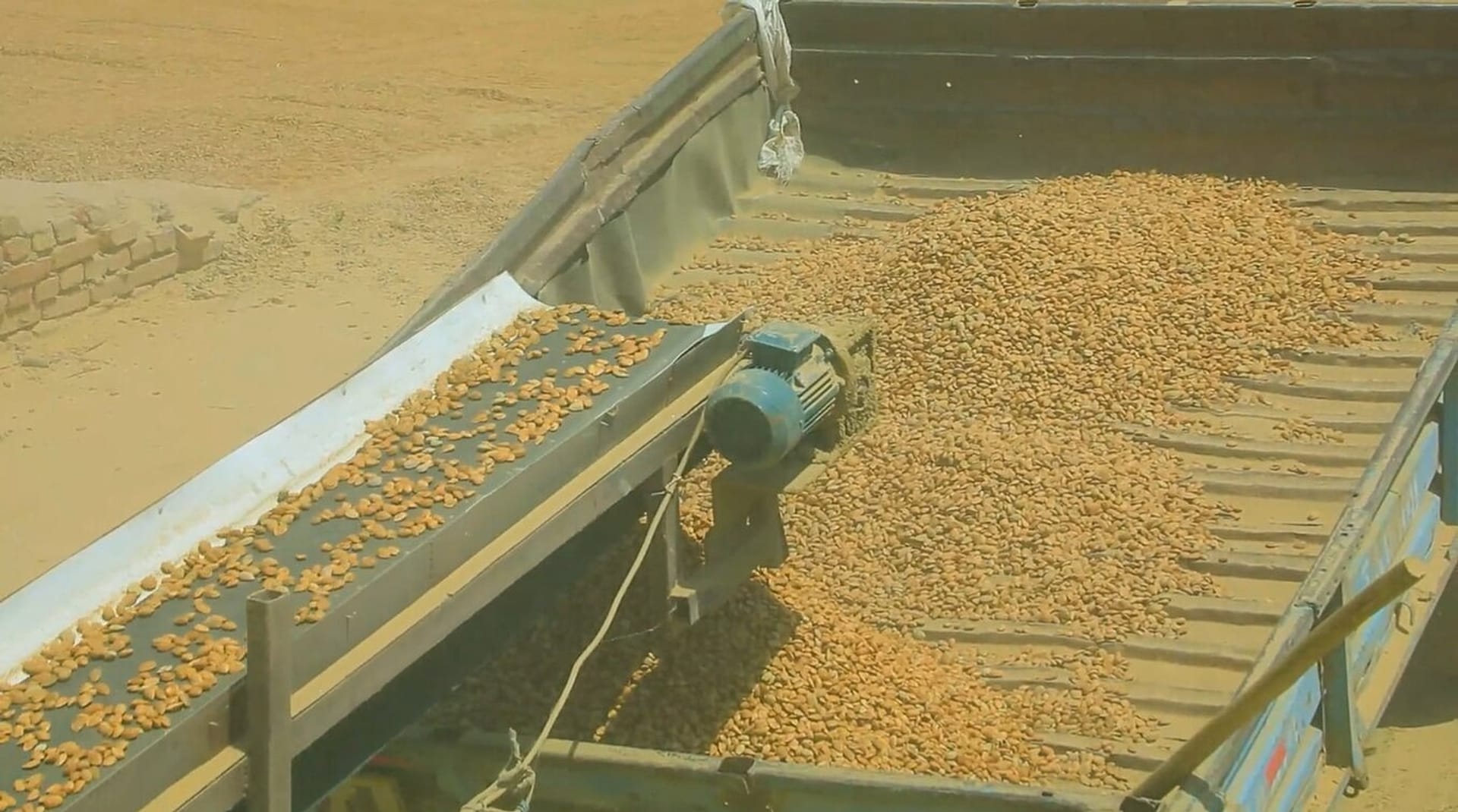 Harvest in Uzbekistan