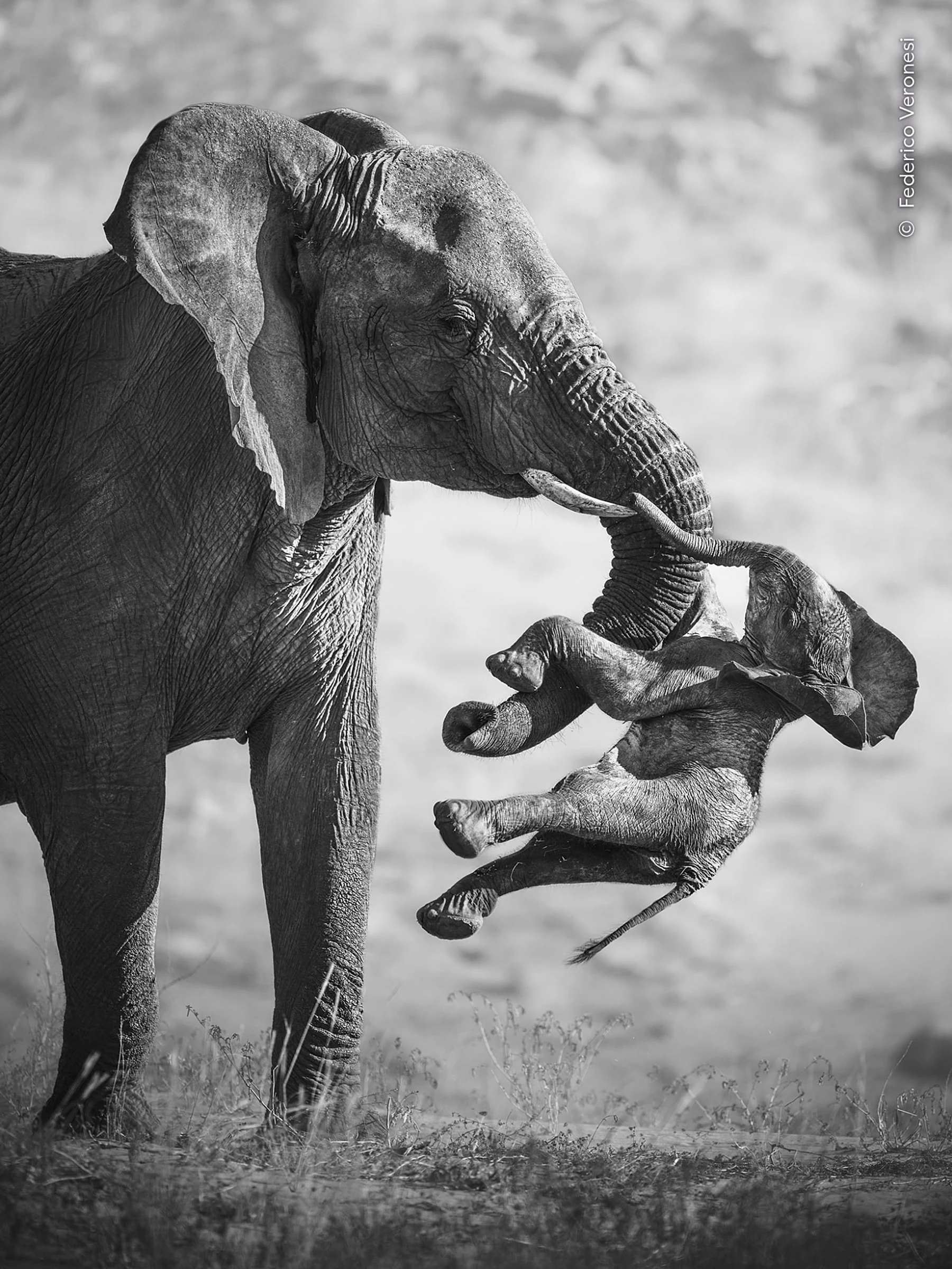 ‘The Aftermath’ by Italian wildlife photographer Federico Veronesi won Wildlife Photographer of the Year 2026. 