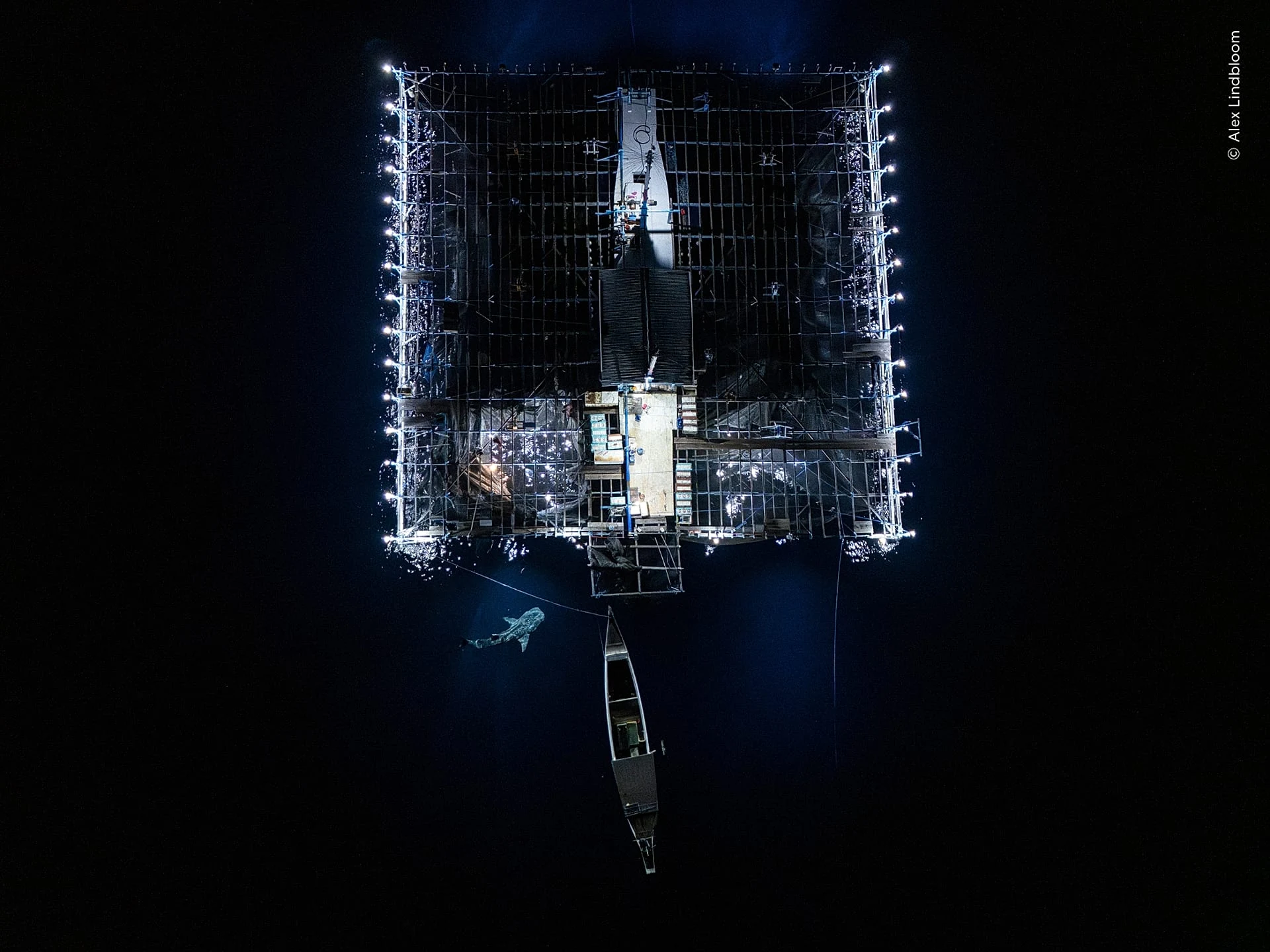 ‘Night-Time Catch’ by Alex Lindbloom, USA, won the ‘Oceans: The Bigger Picture’ category.  