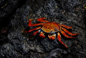 Plastic 'bathyscaphe': A crab climbed into a bottle, got stuck, and spent two months drifting across the Pacific Ocean