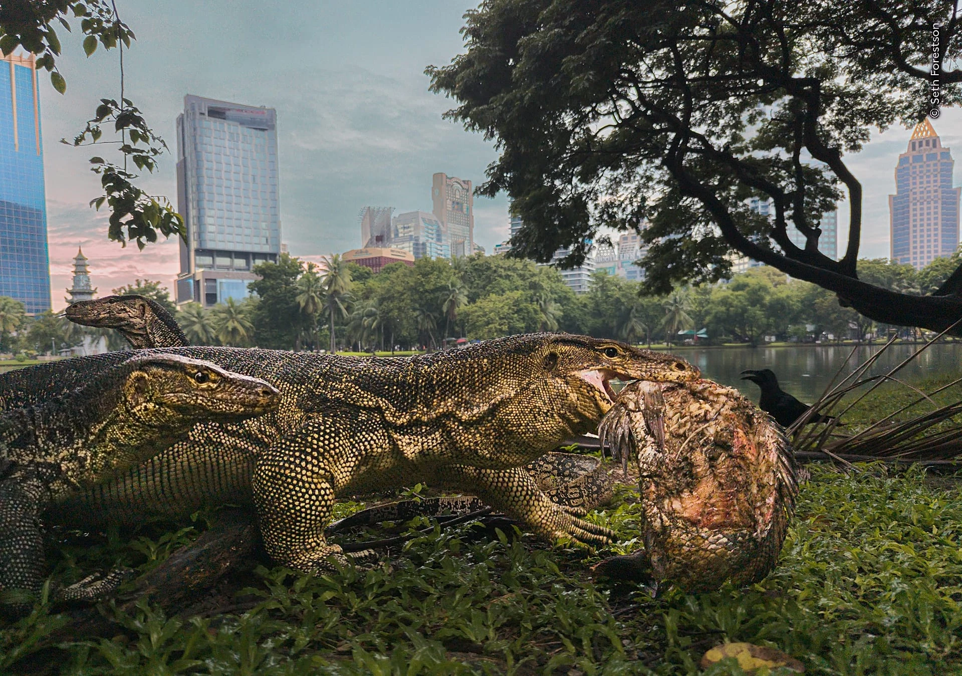 'Urban Jungle' by Seth Forestson captures a common water monitor carrying its meal through Lumphini Park, where the large lizards have become a familiar sight. 
