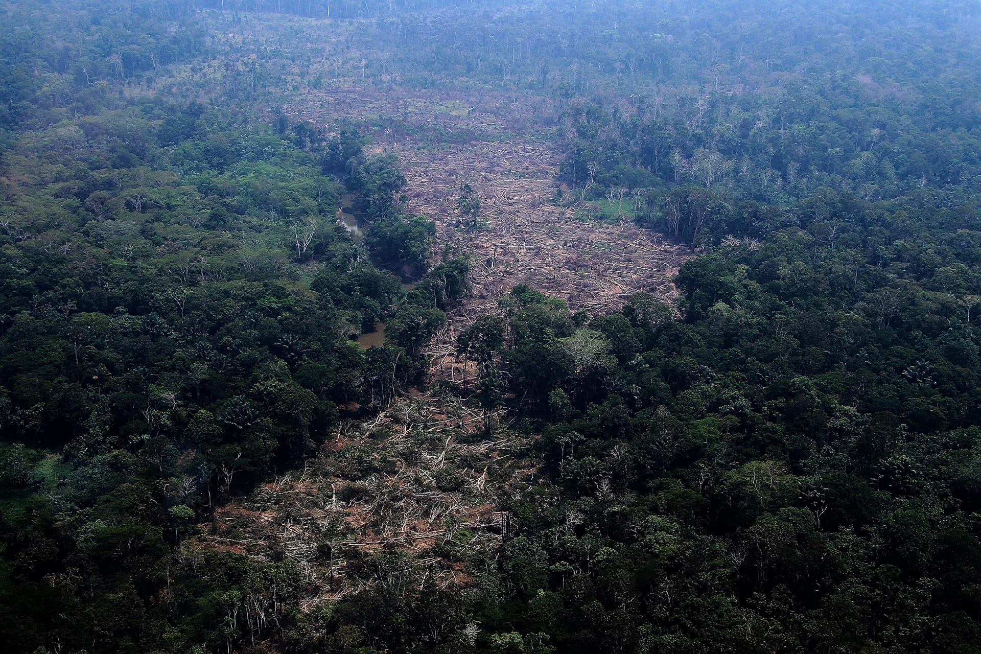 Braziliyaning Amazonas ştati, Autazes munitsipalitetidagi Amazon yomğir örmonining kesilgan hududida daraxtlar yotibdi, 2026-yil 15-oktabr. (AP Photo/Edmar Barros)